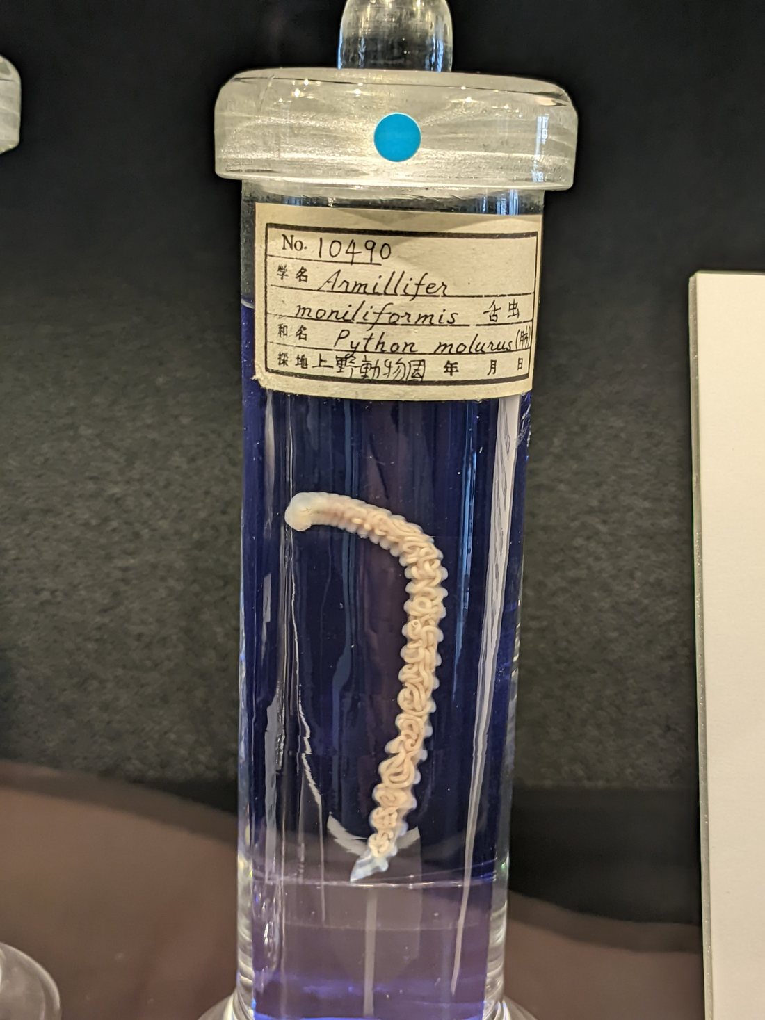 Armillifer moniliformis conservato in liquido, raccolto da un pitone