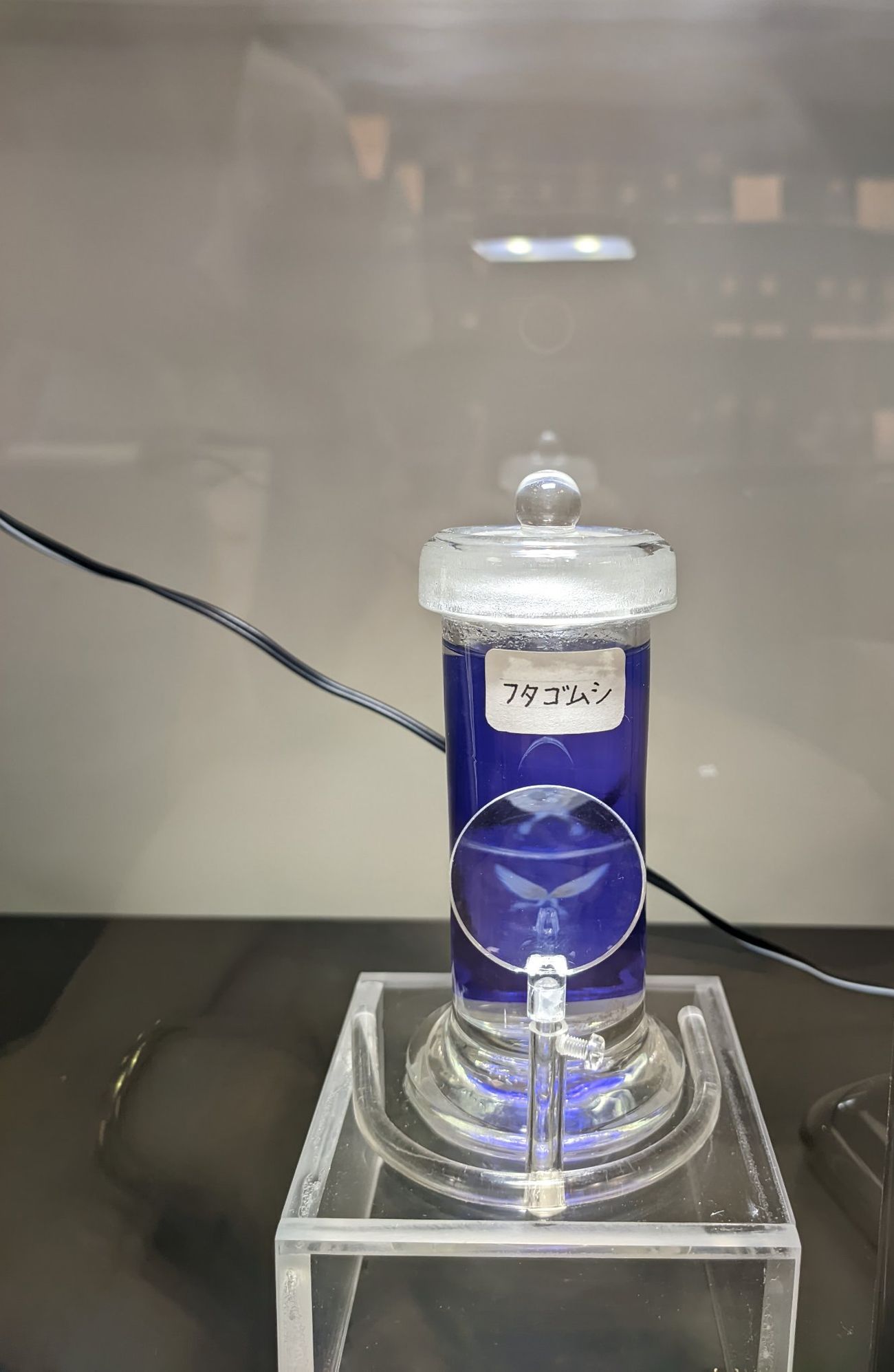Barattolo di vetro con Diplozoon paradoxum in liquido blu, con l’etichetta in giapponese