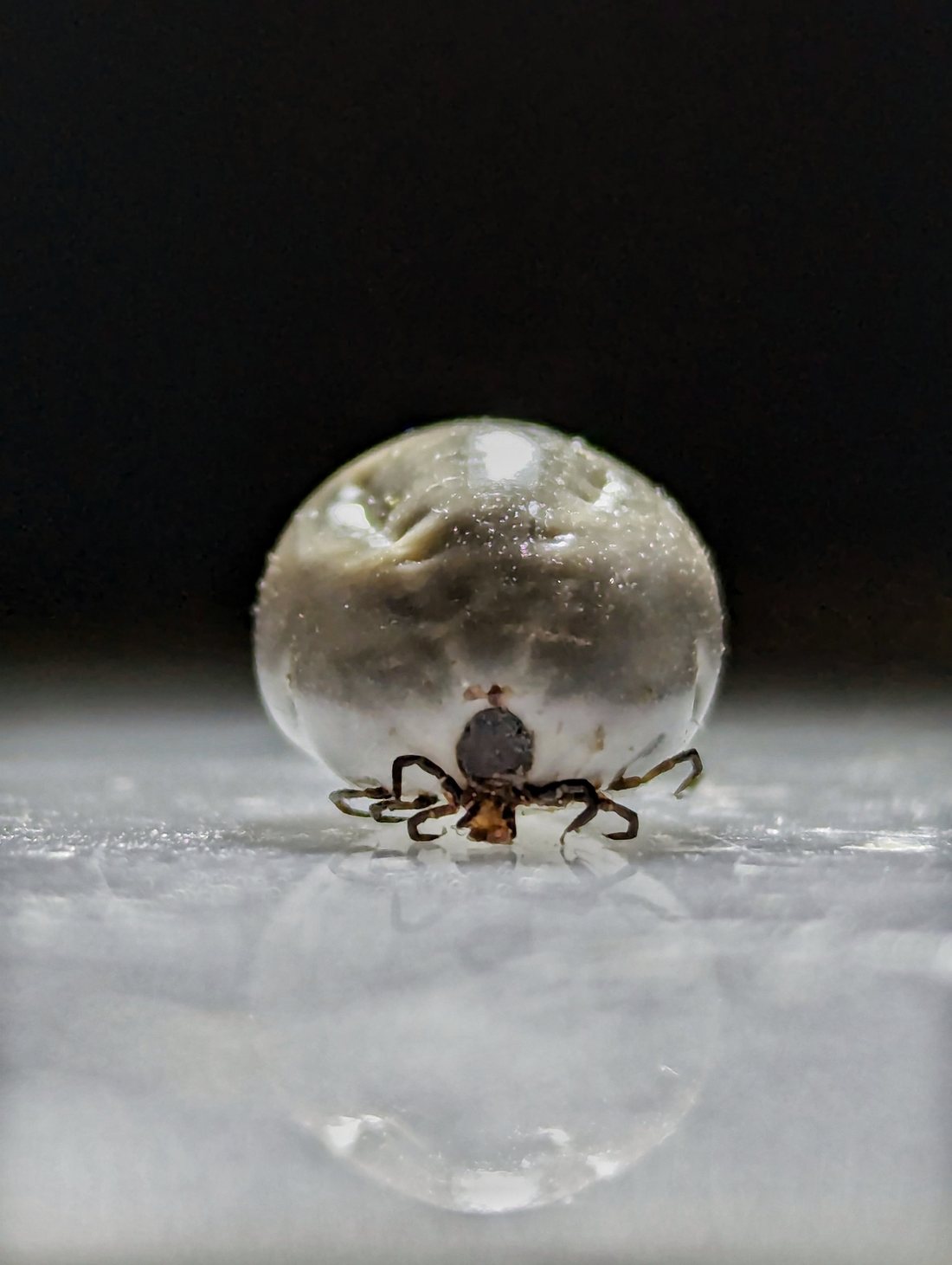 Femmina di zecca del genere Ixodes piena di sangue